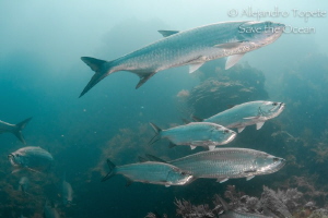 Group of Tarpon's, Xcalac Mexico by Alejandro Topete 